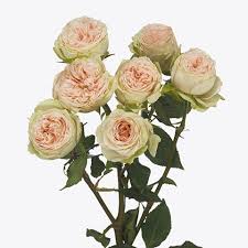 Pink Roses